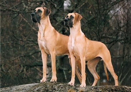 Perros Gran Danes
