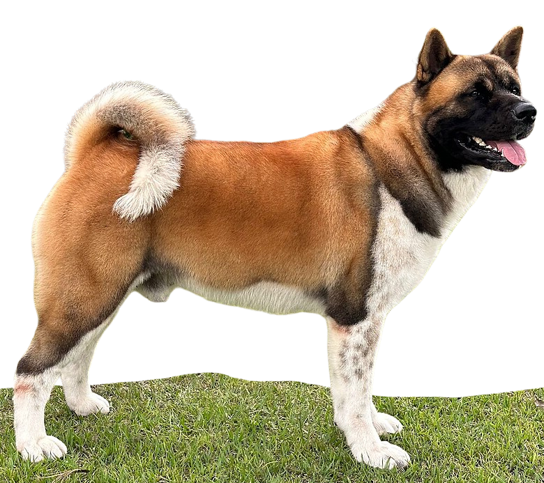 Akita Americano