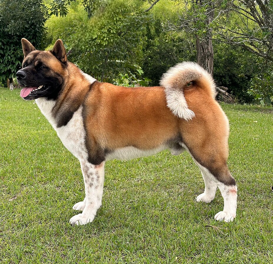 Akita Americano