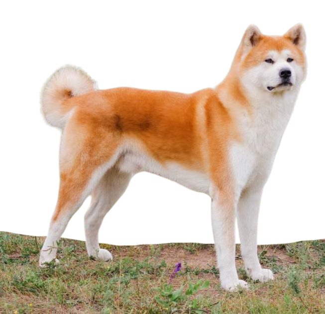 Akita Inu