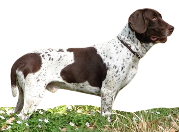 Antiguo Perro de Muestra Danés