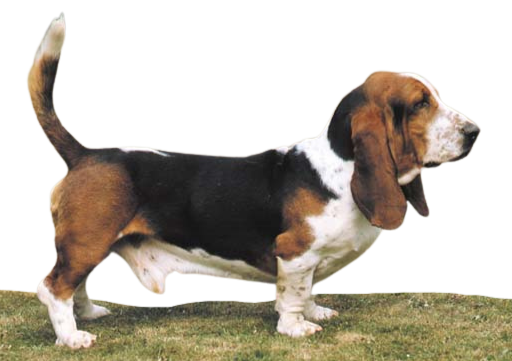 Basset Hound