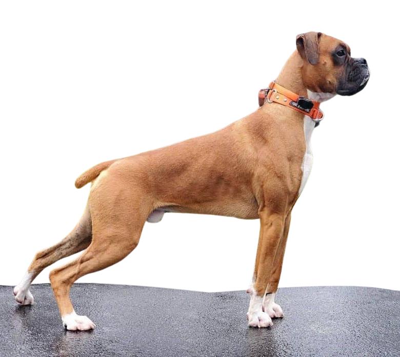 Boxer