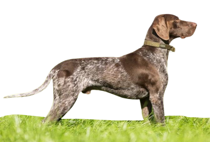 Braco Alemán de Pelo Corto