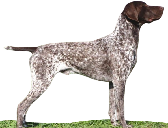 Braco francés de Gascuña