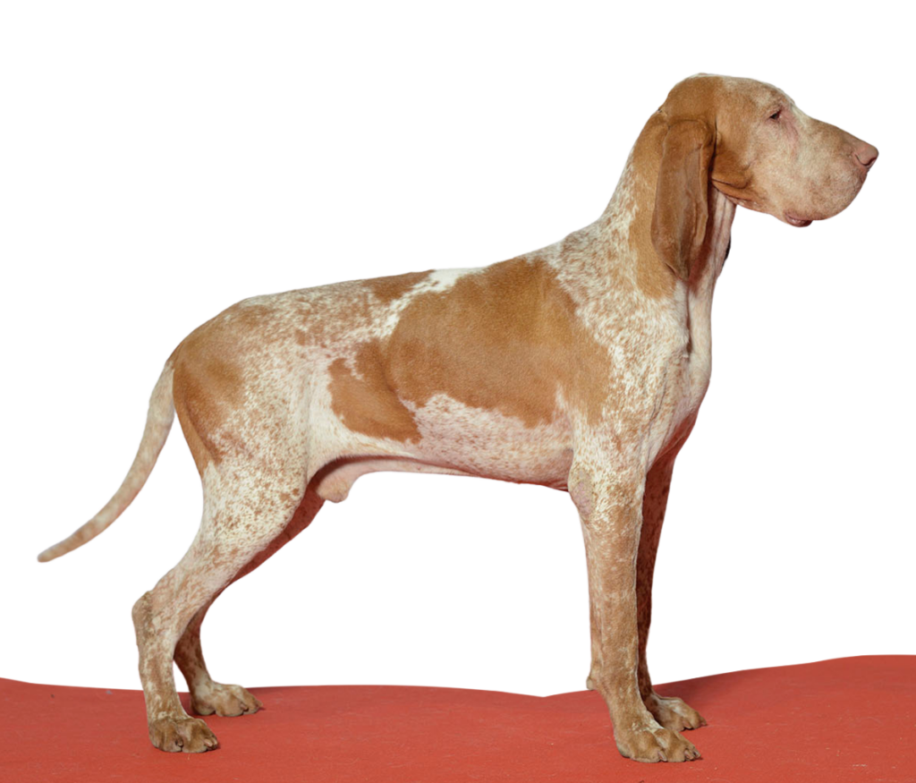 Braco italiano
