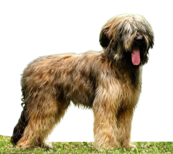 Briard o Pastor de Brie