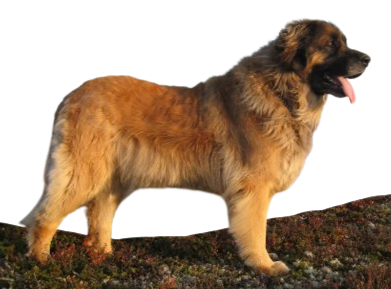 Leonberger