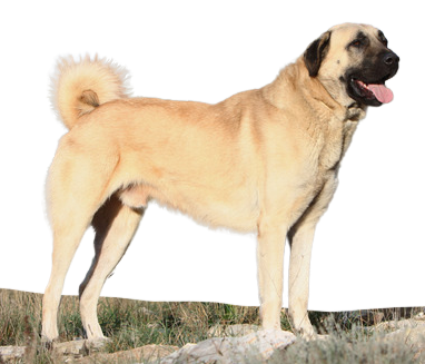 Pastor de Anatolia o Karabash