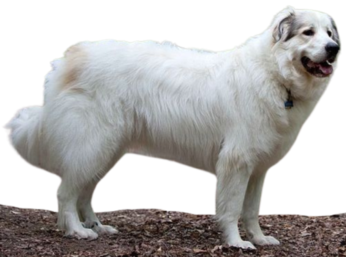 Perro de montaña de los Pirineos