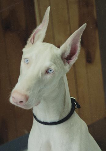 doberman albino
