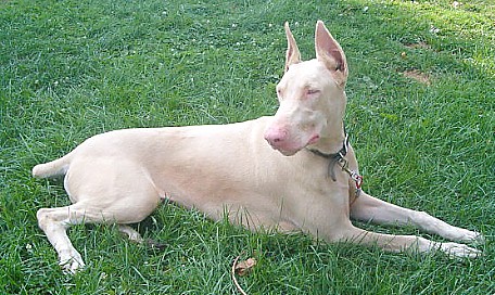 doberman albino