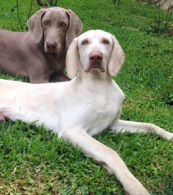 weimaraner albino