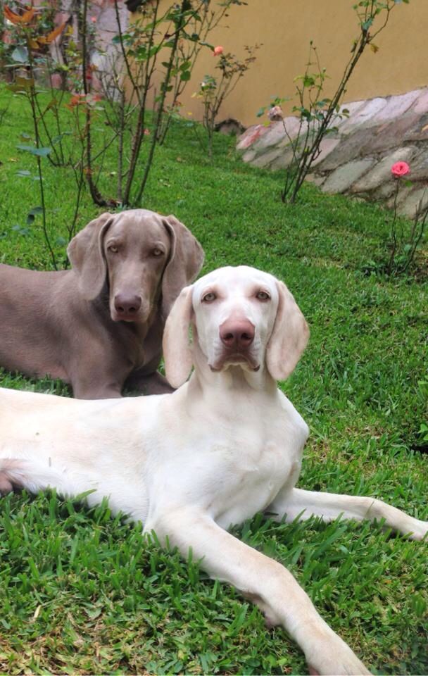 weimaraner albino