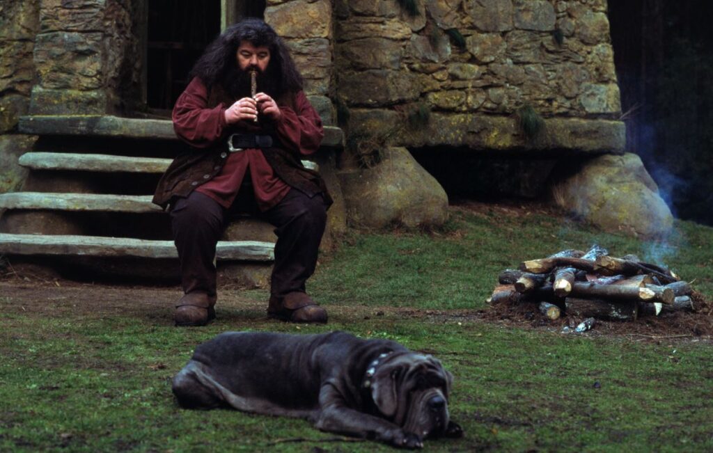 perro fang de harry potter